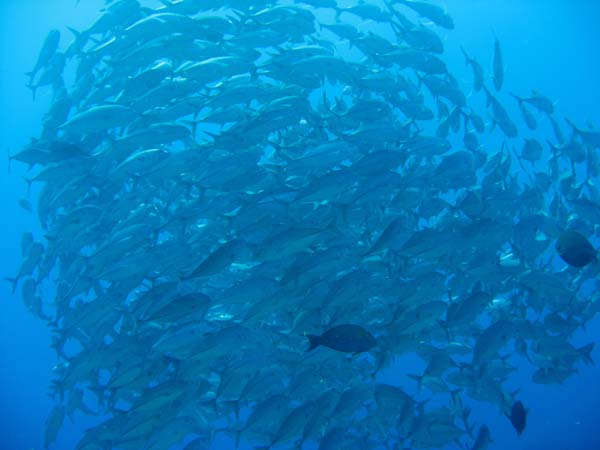 噂の筆ん崎ギンガメアジのトルネード!(^^)/