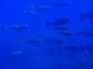 イソマグロの群れだぁ〜！
